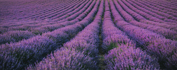 Close up lavender flowers in beautiful field at sunset.