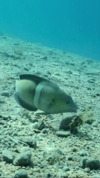 VERTICAL VIDEO: Wrasse fish is looking for food by turning pebbles with its muzzle. Clown Coris or False Clownwrasse (Coris aygula). Closeup, Slow motion
