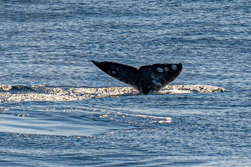 Pacific Humpback whale flukes and backs just outside San Diego Harbor, California.