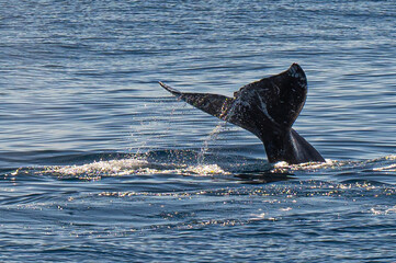 Pacific Humpback whale flukes and backs just outside San Diego Harbor, California.
