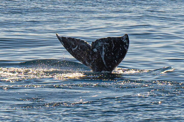 Pacific Humpback whale flukes and backs just outside San Diego Harbor, California.