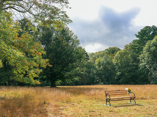 wooden bench in hay field with trees in new england foliage