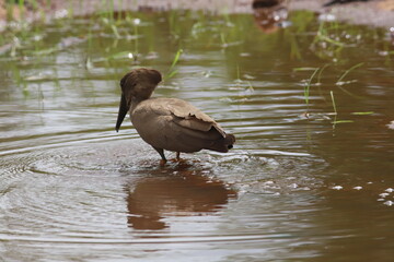 hammerhead in the water