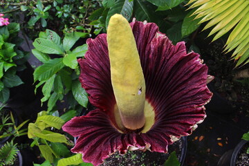 red and yellow corpse flower