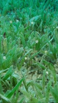 VERTICAL VIDEO: Close-up of the Halophila seagrass. Camera moving forwards above seabed covered with green seagrass. Underwater landscape. Slow motion