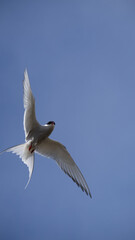 Fototapeta premium The arctc tern, a loud and iconic bird in Iceland.