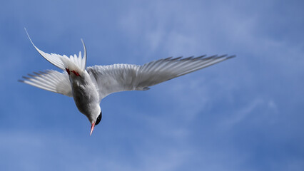 The arctc tern, a loud and iconic bird in Iceland.