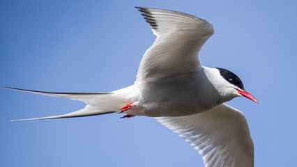 The arctc tern, a loud and iconic bird in Iceland.