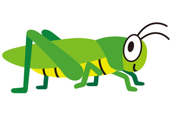 バッタ,虫,昆虫,虫取り,夏,夏休み,動物,生き物,トノサマバッタ,自然,生物,昆虫採集,７月,８月,かわいい,可愛い,挿絵,オス,飼育,成虫,イラスト,６月