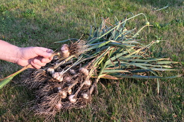 Harvesting garlic grown in the garden. Hand holding freshly dug garlic.