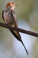 swallow on a wire
