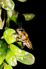 A abelha africana é uma subespécie de abelha ocidental. É nativa do centro e sul da África.