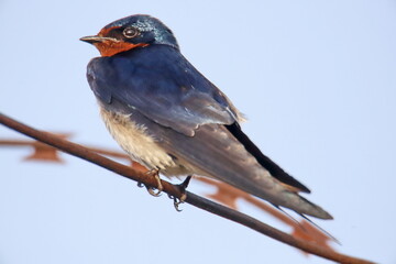 swallow on a wire