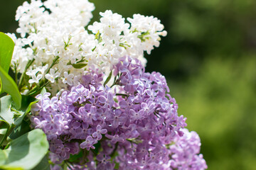 blooming lilac. Variety of colors