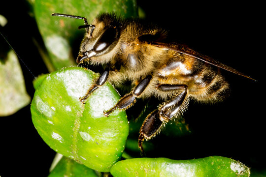 A abelha africana é uma subespécie de abelha ocidental. É nativa do centro e sul da África.