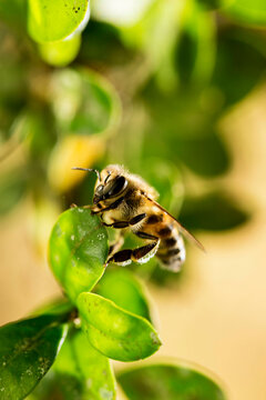 Abelha africana é uma subespécie de abelha ocidental. É nativa do centro e sul da África.
