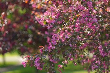 Obraz premium Pink cherry blossom trees, in the sunlight