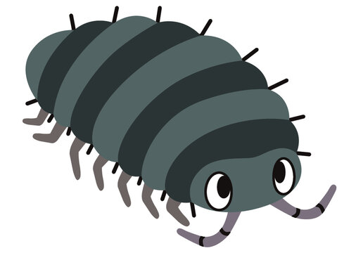 Armadillidium Vulgare Images Browse 576 Stock Photos Vectors And Video Adobe Stock