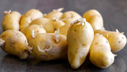 Sprouted potatoes. Macro shot of seed potatoes with sprouts. root crops for planting. Agriculture...