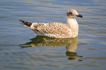 Portrait einer Mantelmöwe. Eine Möwe an der Ostsee.

