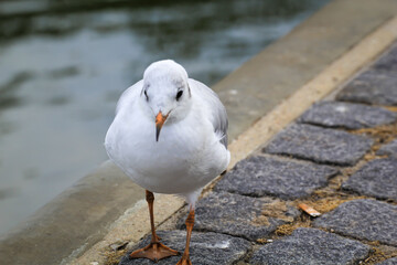 Portrait einer Lachmöwe. Eine Lachmöwe an der Ostsee.
