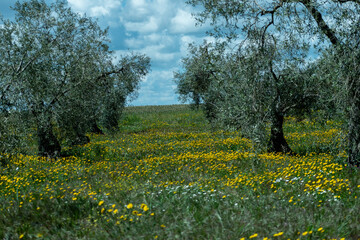 Campo florecido
