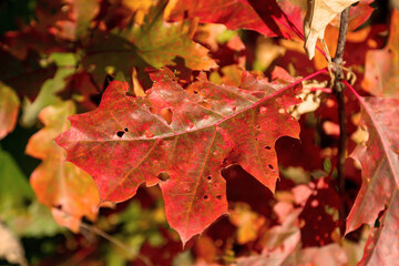 Bunt gefärbtes Laub an Bäumen im Herbst. Herbstlandschaft.

