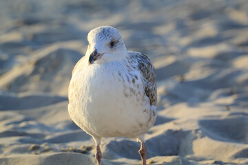 Portrait einer Mantelmöwe. Eine Möwe an der Ostsee.
