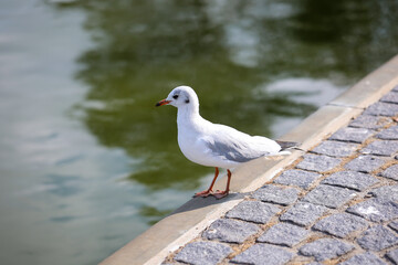 Portrait einer Lachmöwe. Eine Lachmöwe an der Ostsee.
