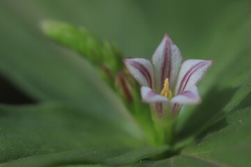 close up of a pink flower
