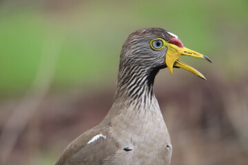 close up of a lapwing