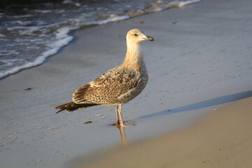 Portrait einer Mantelmöwe. Eine Möwe an der Ostsee.
