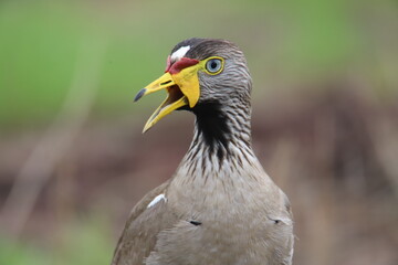 lapwing portrait