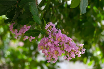 Indian Lilac (Latin Lagerstroemia indica) flowering