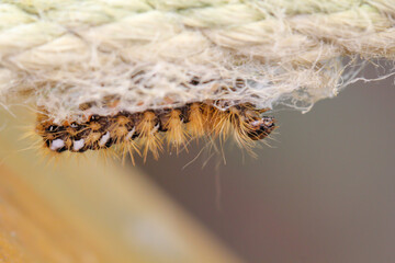 Die Raupe eines Goldafters beim einweben für die Verpuppung.