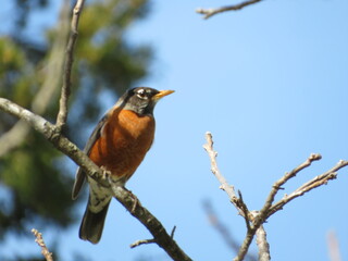Robin Perching on Branch