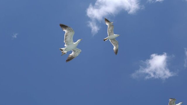Seagulls grabbing bagels (simit) in the air. Istanbul, Turkey.