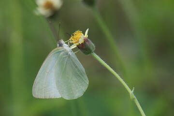 butterfly on a flower