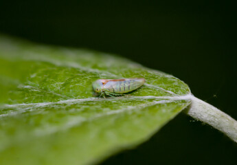 Eine kleine Zikade auf einem Blatt. Beheimatet in Deutschland. Nahaufnahme einer winzig kleinen Empoasca Species, einer kleinen grünen Zikade.
