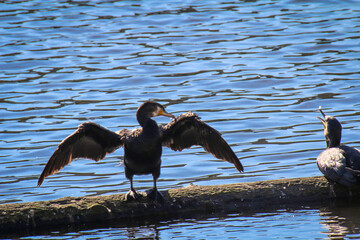 Ein Cormoran steht mit ausgebreiteten Flügeln auf einem Balken im Wasser.