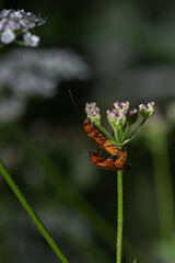 Rhagonycha fulva - Common Red Soldier Beetle - Téléphore fauve