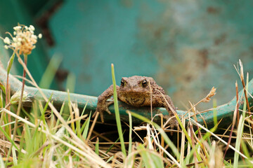 Toad sitting looking out of a bucket in the grass, with blurred background