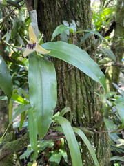 Orchid species in Monteverde at 1400 meters.