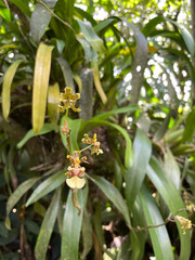 Orchid species in Monteverde at 1400 meters.