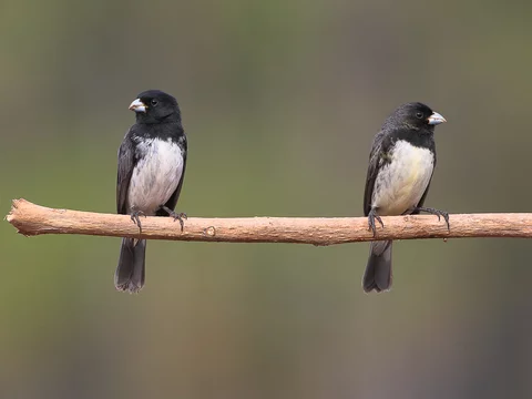 papa-capim-de-costas-cinza (Sporophila ardesiaca)