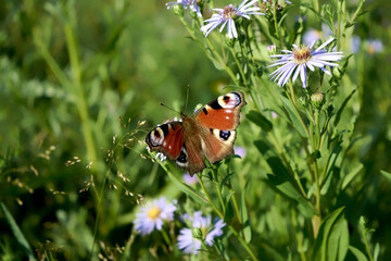 A beautiful Peacock Butterfly, Aglais io, nectaring on a Wild aster flower.