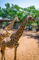 Giraffes in shelter for animals, Thailand. Giraffes family