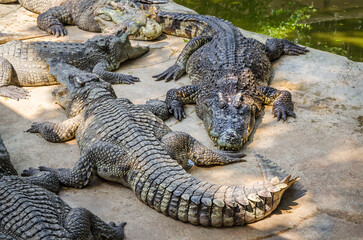 Large Crocodiles near water. Big Crocodiles resting. Crocodiles family