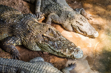 Large Crocodiles near water. Big Crocodiles resting. Crocodiles family