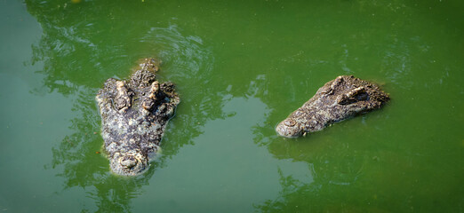 Large Crocodile portrait. Big Crocodiles in the water. Crocodiles swimming